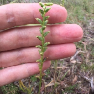 Microtis sp. at Bungendore, NSW - 17 Dec 2016