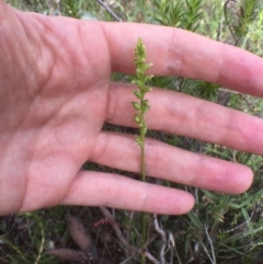 Microtis sp. (Onion Orchid) at QPRC LGA - 17 Dec 2016 by yellowboxwoodland