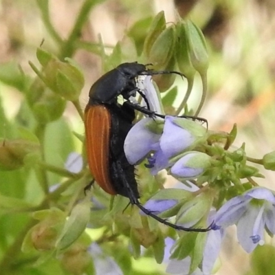 Phyllotocus rufipennis (Nectar scarab) at Paddys River, ACT - 17 Dec 2016 by JohnBundock