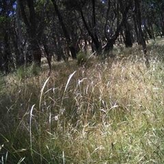 Unidentified at Mulligans Flat - 16 Dec 2016 by MulligansFlat1