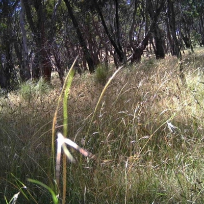 Unidentified at Mulligans Flat - 16 Dec 2016 by MulligansFlat1