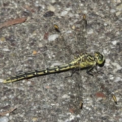 Austrogomphus guerini at Paddys River, ACT - 17 Dec 2016 09:53 AM