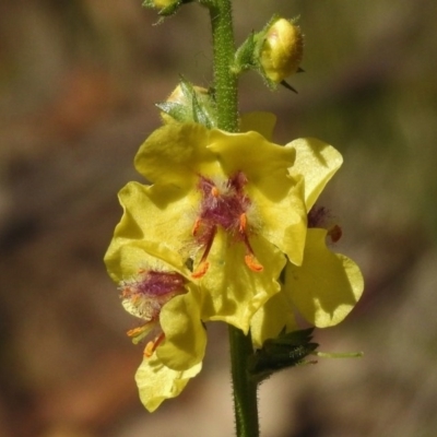 Verbascum virgatum (Green Mullein) at Paddys River, ACT - 16 Dec 2016 by JohnBundock