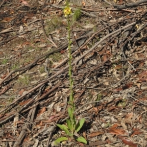 Verbascum virgatum at Paddys River, ACT - 17 Dec 2016