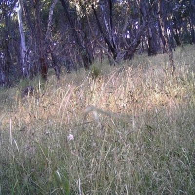 Unidentified at Mulligans Flat - 16 Dec 2016 by MulligansFlat1