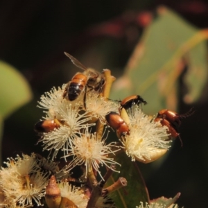 Apis mellifera at Conder, ACT - 11 Dec 2016