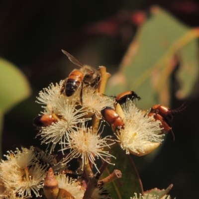 Apis mellifera (European honey bee) at Pollinator-friendly garden Conder - 11 Dec 2016 by michaelb