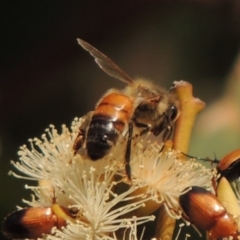 Apis mellifera at Conder, ACT - 11 Dec 2016