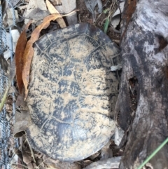 Chelodina longicollis (Eastern Long-necked Turtle) at Gungahlin, ACT - 17 Dec 2016 by CedricBear