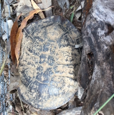 Chelodina longicollis (Eastern Long-necked Turtle) at Mulligans Flat - 17 Dec 2016 by CedricBear