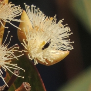 Mordellidae (family) at Conder, ACT - 11 Dec 2016 06:32 PM