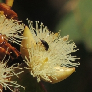 Mordellidae (family) at Conder, ACT - 11 Dec 2016 06:32 PM