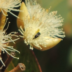 Mordellidae (family) at Conder, ACT - 11 Dec 2016 06:32 PM