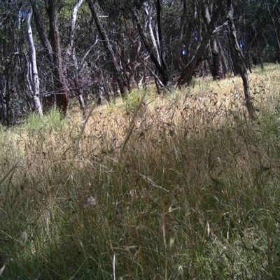 Unidentified at Mulligans Flat - 16 Dec 2016 by MulligansFlat1