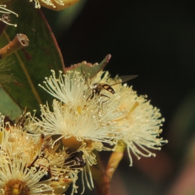 Syrphini sp. (tribe) (Unidentified syrphine hover fly) at Conder, ACT - 11 Dec 2016 by michaelb