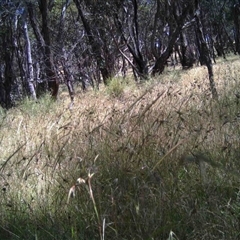 Unidentified at Mulligans Flat - 17 Dec 2016 by MulligansFlat1