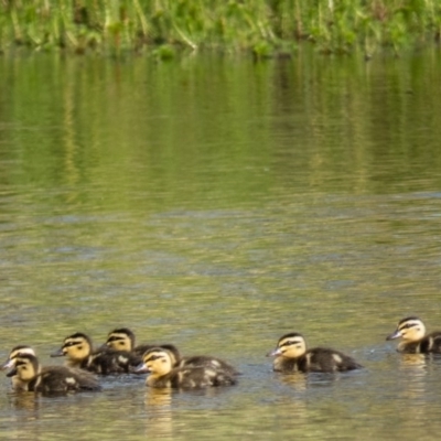 Anas superciliosa (Pacific Black Duck) at Mulligans Flat - 17 Dec 2016 by CedricBear