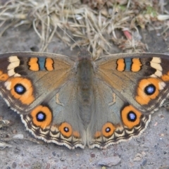 Junonia villida (Meadow Argus) at Belconnen, ACT - 17 Dec 2016 by MatthewFrawley