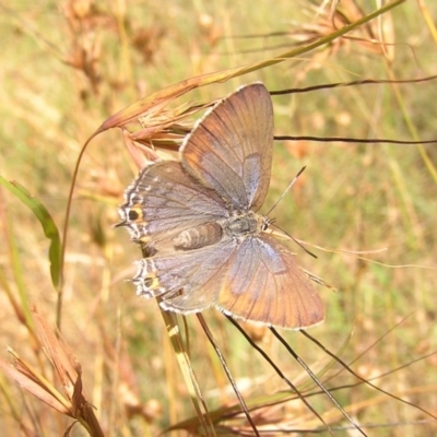 Jalmenus ictinus (Stencilled Hairstreak) at Belconnen, ACT - 18 Dec 2016 by MatthewFrawley