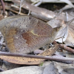 Heteronympha merope (Common Brown Butterfly) at Aranda Bushland - 17 Dec 2016 by MatthewFrawley