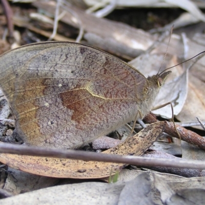 Heteronympha merope (Common Brown Butterfly) at Belconnen, ACT - 17 Dec 2016 by MatthewFrawley