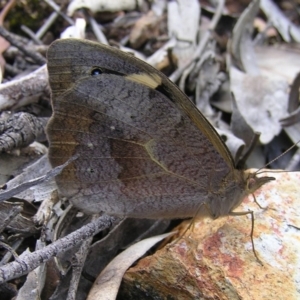 Heteronympha merope at Belconnen, ACT - 18 Dec 2016