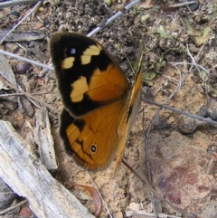 Heteronympha merope at Belconnen, ACT - 18 Dec 2016