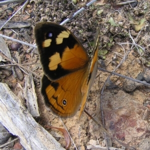 Heteronympha merope at Belconnen, ACT - 18 Dec 2016