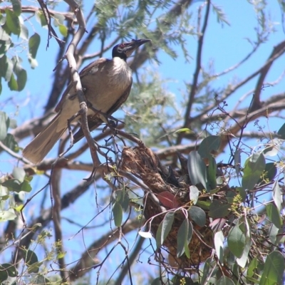Philemon corniculatus (Noisy Friarbird) at Aranda Bushland - 31 Dec 2014 by MatthewFrawley