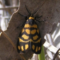 Asura lydia (Lydia Lichen Moth) at Belconnen, ACT - 17 Dec 2016 by MatthewFrawley