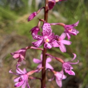 Dipodium roseum at Crace, ACT - 18 Dec 2016