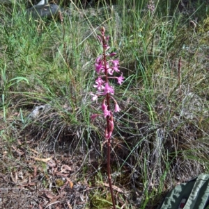 Dipodium roseum at Crace, ACT - 18 Dec 2016