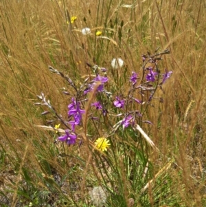 Arthropodium fimbriatum at Gungahlin, ACT - 7 Dec 2016 12:16 PM