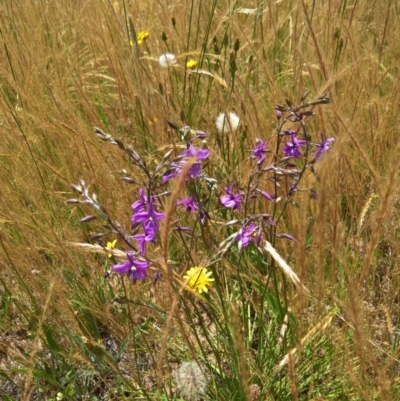 Arthropodium fimbriatum (Nodding Chocolate Lily) at Gungaderra Grasslands - 7 Dec 2016 by patrickharvey