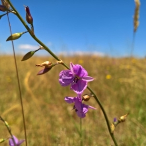 Arthropodium fimbriatum at Gungahlin, ACT - 7 Dec 2016 12:16 PM