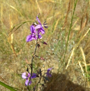 Arthropodium fimbriatum at Gungahlin, ACT - 7 Dec 2016 12:16 PM