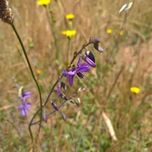 Arthropodium fimbriatum at Gungahlin, ACT - 7 Dec 2016 12:16 PM