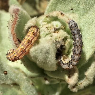 Helicoverpa (genus) (A bollworm) at QPRC LGA - 18 Dec 2016 by Wandiyali