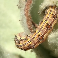 Helicoverpa (genus) at Googong, NSW - 18 Dec 2016