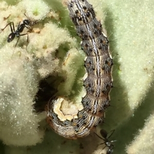 Helicoverpa (genus) at Googong, NSW - 18 Dec 2016