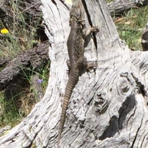 Pogona barbata at Bungendore, NSW - suppressed