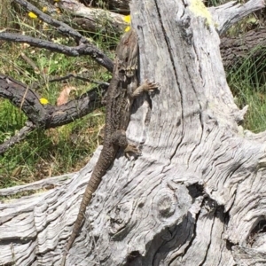 Pogona barbata at Bungendore, NSW - suppressed