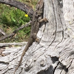 Pogona barbata at Bungendore, NSW - suppressed