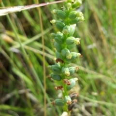 Microtis sp. (Onion Orchid) at Black Mountain - 17 Dec 2016 by nic.jario