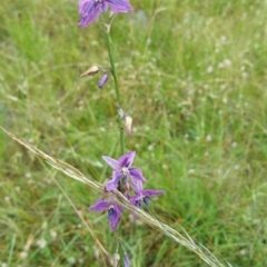 Arthropodium fimbriatum (Nodding Chocolate Lily) at Black Mountain - 15 Dec 2016 by nic.jario