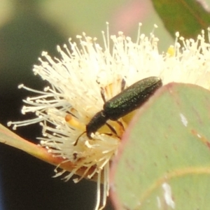 Eleale aspera at Conder, ACT - 11 Dec 2016 06:56 PM