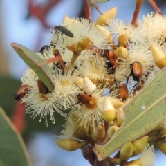 Eleale aspera at Conder, ACT - 11 Dec 2016 06:56 PM