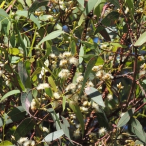 Eucalyptus blakelyi at Conder, ACT - 11 Dec 2016 12:00 AM