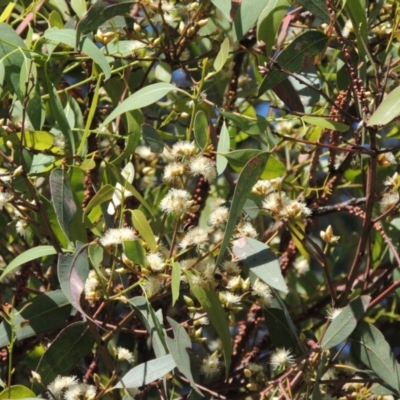 Eucalyptus blakelyi (Blakely's Red Gum) at Pollinator-friendly garden Conder - 10 Dec 2016 by michaelb