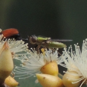 Odontomyia decipiens at Conder, ACT - 11 Dec 2016 06:54 PM